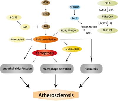 Frontiers Autophagy Pyroptosis And Ferroptosis New Regulatory